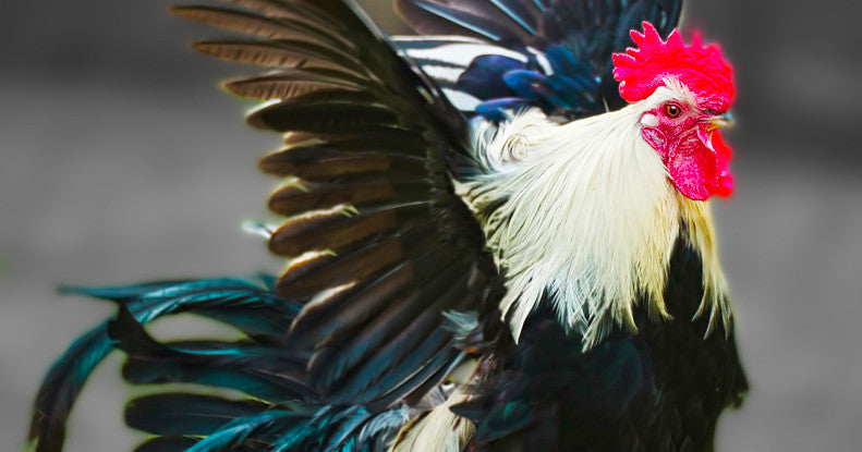 How Important Is Ego In Your Career?